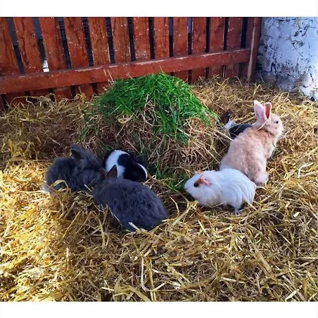 Nyaraló Self Catering - Gardeners Wexford